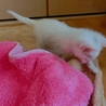 「シロ君」男の子☆１ヶ月くらい サムネイル2