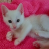「シロ君」男の子☆１ヶ月くらい サムネイル4