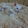 「シロ君」男の子☆１ヶ月くらい サムネイル5