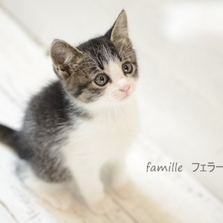 キジ白子猫　フェラーリンちゃん　里親様募集!