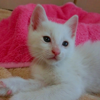 「シロ君」男の子☆１ヶ月くらい