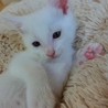 「シロ君」男の子☆１ヶ月くらい サムネイル6