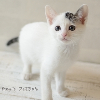 白キジの子猫（2か月）　フィオちゃん　里親様募集