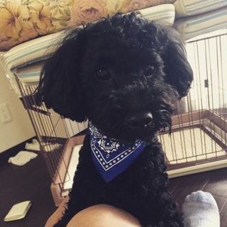 ブラックトイプー。