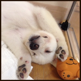 中〜大型犬子犬オス2ヶ月☆