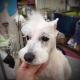 凛としてるけど甘えん坊☆白いＭシュナウザー