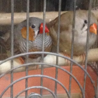 キンカチョウ　ペア　