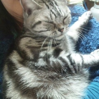 人懐こいアメリカンショートヘアです☆