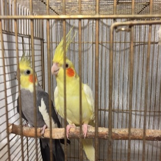 里親さんが決まりました。ありがとうございました。