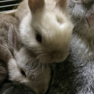 うさぎの子供の里親募集