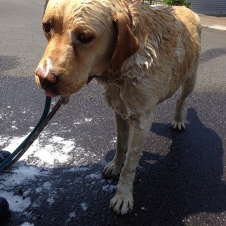 ラブラドールレトリバー　2歳