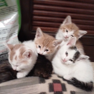 元気な3ヶ月オスの子猫です