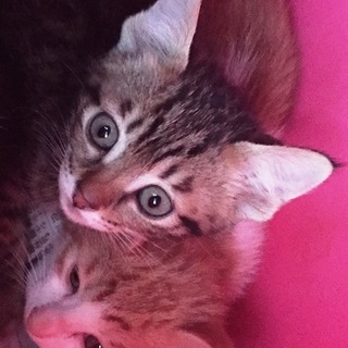 子猫の　里親様探しいます