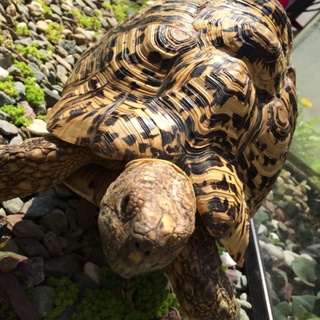 ヒョウモン君を可愛がってくれる方募集