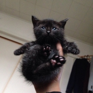 甘えん坊なクロネコちゃん