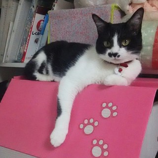 優しいママあんじゅちゃん　　