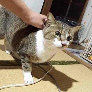 キジ白の女の子♪