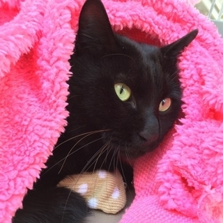 黒猫の男の子♪