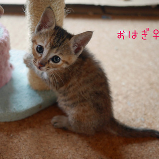 【一時停止】１か月半★抱っこ大好き甘えん坊の２兄妹