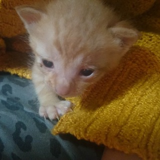 捨てられてました