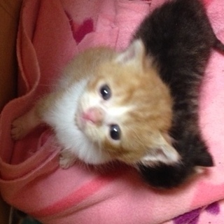 子猫の里親さん、募集中！