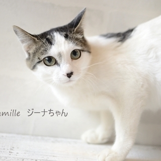 白キジジーナちゃん（8か月）里親様募集! 