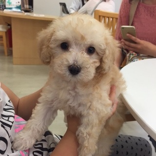 トイプードル2ヶ月(*^^*)