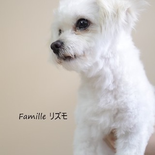 マルチーズ×チワワ？！　リズモちゃん里親様募集 