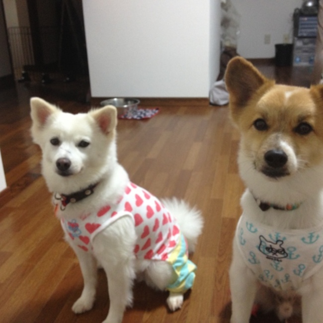 ペットシッターorangeのカバー写真