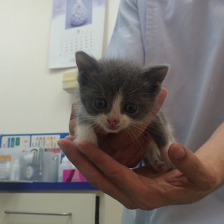 白とグレーの男の子