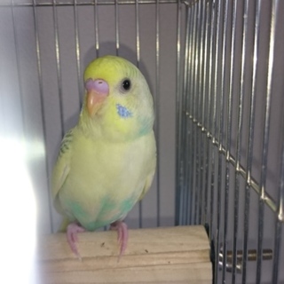 セキセイインコの幼鳥の里親さまを募集します