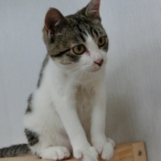 人間大好き子猫「さんた」♂