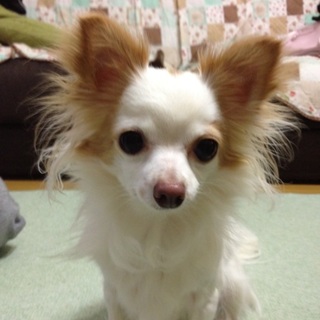 6才オスのチワワです。