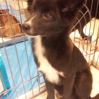 仮名　笑福亭　鶴子