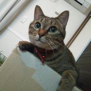 ☆キジ猫☆避妊済☆完全室内飼い　里親決定