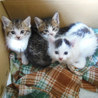 こねこの里親募集