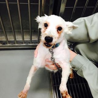 ◆ミニチュア・シュナウザーの白ちゃん◆