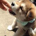 中～大型犬仔犬オスメス里親募集