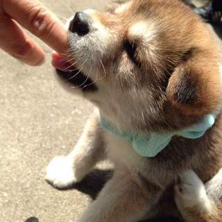 中～大型犬仔犬オスメス里親募集