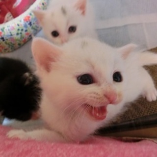 「おもち君」男の子☆１ヶ月くらい