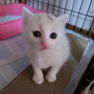 「すあまちゃん」女の子☆１ヶ月くらい