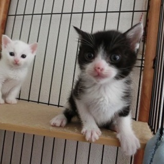 「みたらし君」男の子☆１ヶ月くらい