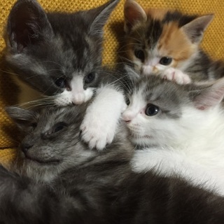 子猫が生まれました。急ぎで里親探しています。