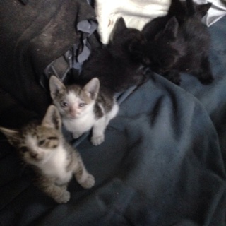 危険がたくさんの工場内で6匹の子猫が産まれました