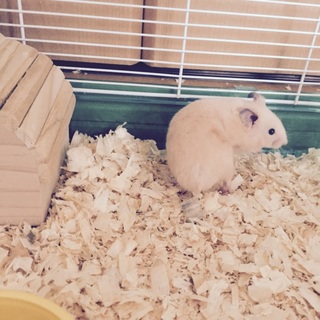 キンクマハムスター  男の子