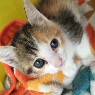 愛嬌のある三毛子猫