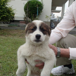 生後2カ月位の人慣れした兄妹子犬たちです！！