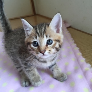 まん丸な目が可愛い雉トラ