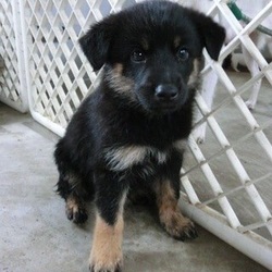 私が里親になったわけ。