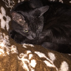 おじいちゃん寝てばかり